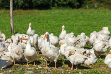 Kaz kaz sürüsü otlatma