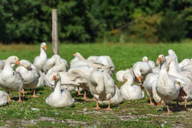 Kaz kaz sürüsü otlatma