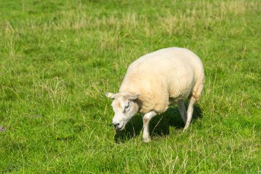 koyun yeşil çim çiftliğinde yiyor.
