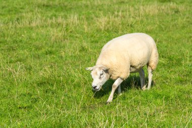 koyun yeşil çim çiftliğinde yiyor.