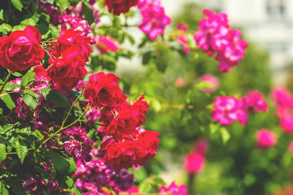 Strauch schöner Rosen in einem Garten — Stockfoto