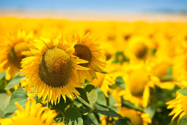 Girasoli estivi luminosi — Foto Stock