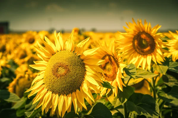 Parlak yaz ayçiçeği — Stok fotoğraf