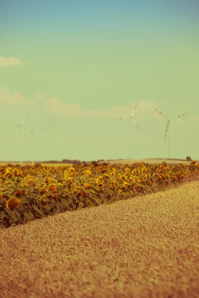 Vista de campos de cereales y girasoles —  Fotos de Stock