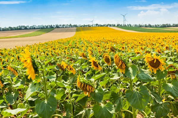 Girasoli estivi luminosi — Foto Stock