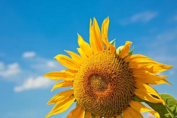 Gele zonnebloem close up — Stockfoto
