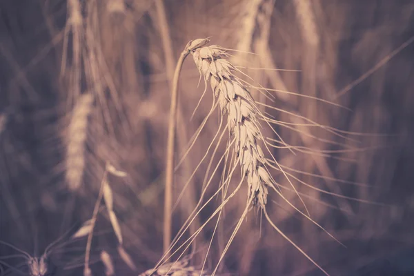 Ripe Cereal field — Stock Photo, Image