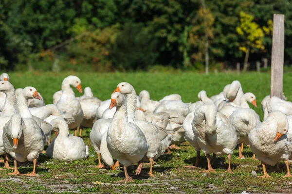 Geese gaggle grazing — Stock Photo, Image