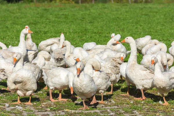 Geese gaggle grazing — Stock Photo, Image