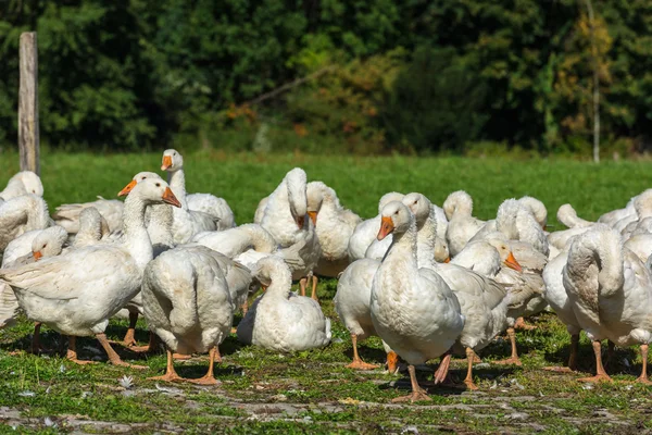 Geese gaggle grazing — Stock Photo, Image