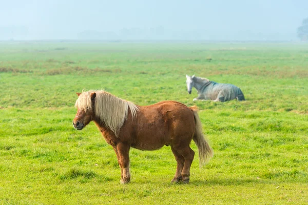 Chestnut stallions grazing — Stock Photo, Image