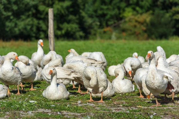 Kaz kaz sürüsü otlatma