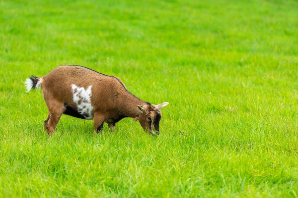 Ein Ziegenbock frisst grünes Gras auf dem Bauernhof — Stockfoto