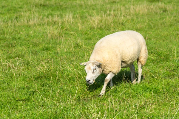 Schaf frisst grünes Gras auf Bauernhof — Stockfoto