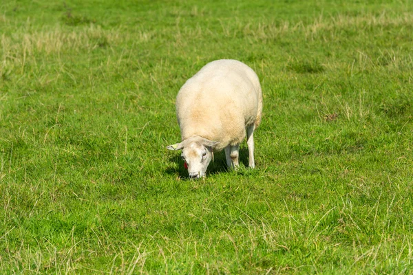 Sheep eats green grass at farm — Stock Photo, Image