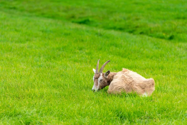 Goat eating of green grass at farm — Stock Photo, Image