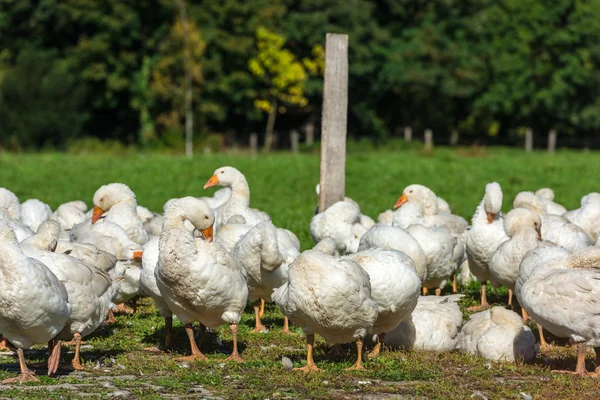 Geese gaggle grazing — Stock Photo, Image