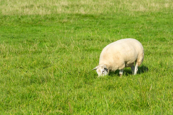 Schaf frisst grünes Gras auf Bauernhof — Stockfoto