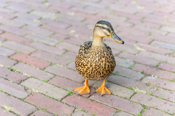 Small wild duck on a pavement — Stock Photo, Image