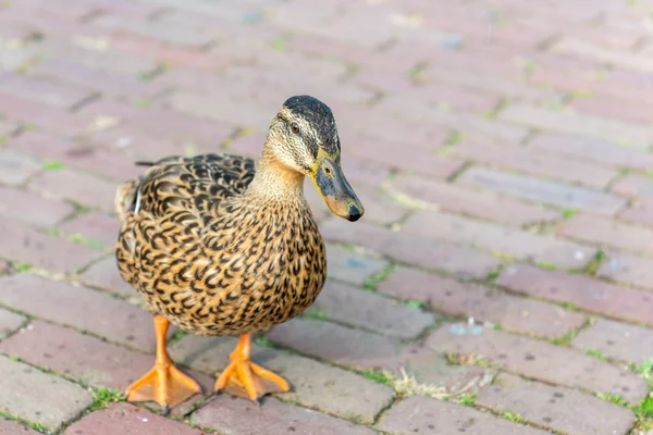 Small wild duck on a pavement — Stock Photo, Image