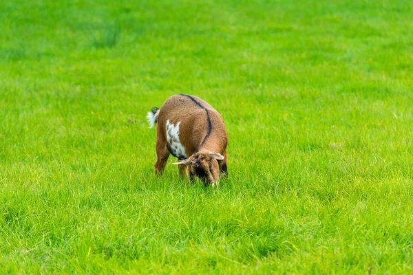 Ein Ziegenbock frisst grünes Gras auf dem Bauernhof — Stockfoto