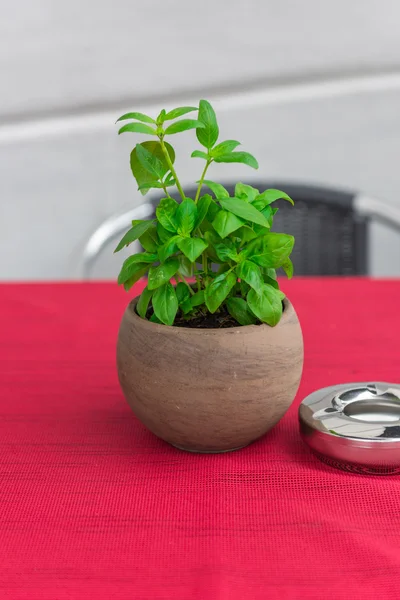 Cafe tafel met kruid in een pot — Stockfoto