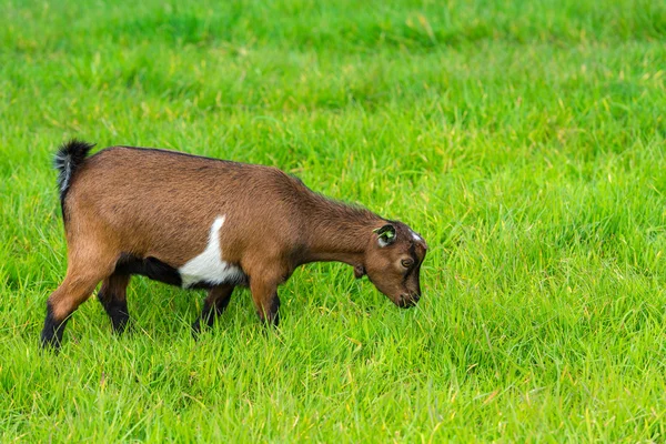 Ein Ziegenbock frisst grünes Gras auf dem Bauernhof — Stockfoto