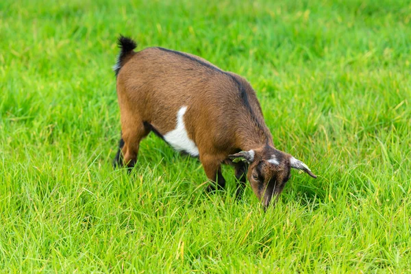 Una capra che mangia erba verde in azienda agricola — Foto Stock