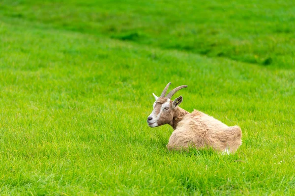 Ziegenessen von grünem Gras auf Bauernhof — Stockfoto