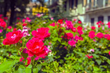 Bir bahçe içinde güzel Gül Bush