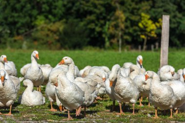 Yeşil çimenlerin üzerinde otlatma kaz kaz sürüsü