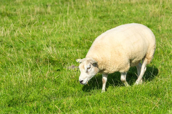 Får äta grönt gräs på gård — Stockfoto