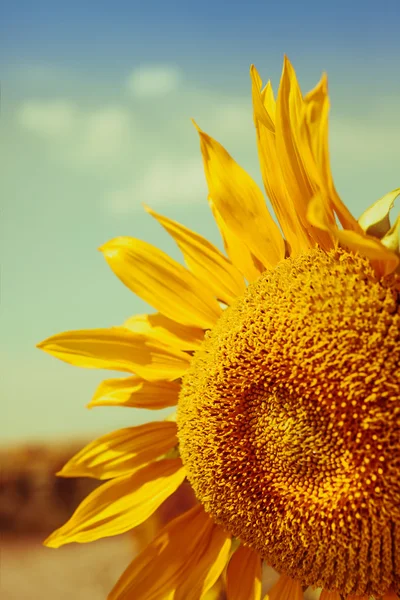 Girasol de cerca — Foto de Stock