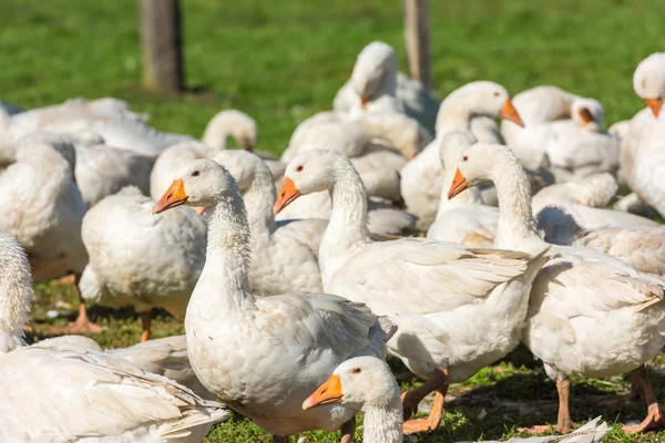 Gänse auf der Weide — Stockfoto