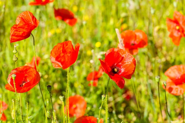 Rote Mohnblumen auf einer Sommerwiese — Stockfoto