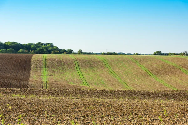 Campo agrícola em uma colina — Fotografia de Stock