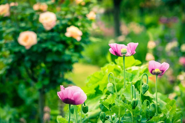 夏天花园里粉红色的罂粟 — 图库照片