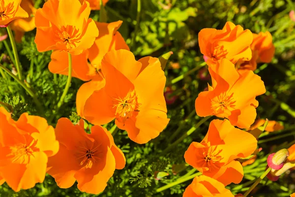 Orange poppies in a summer meadow — Stock Photo, Image