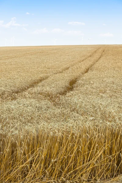 Campo di cereali maturi — Foto Stock