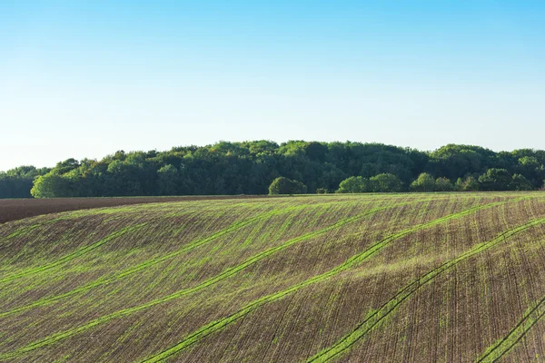 Jordbruksområdet på en kulle — Stockfoto