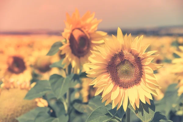 Campo di girasoli estivi luminosi . — Foto Stock