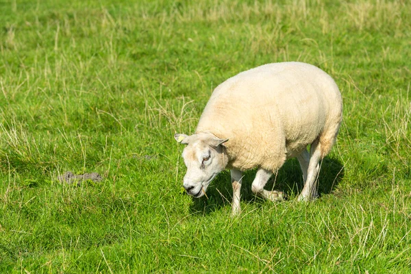 Schafe fressen grünes Gras auf Bauernhof — Stockfoto