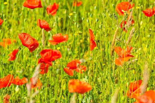 Rote Mohnblumen auf einer Sommerwiese — Stockfoto