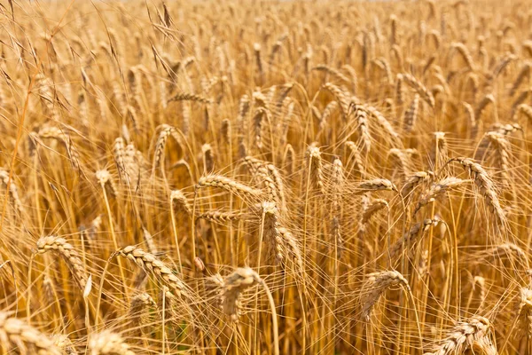 Champ de céréales mûres — Photo