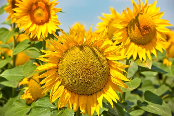 Zonnebloemen gezichtsveld — Stockfoto