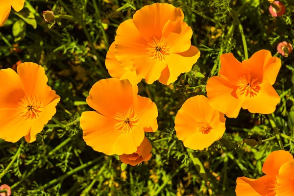 Orange poppies in a summer meadow — Stock Photo, Image