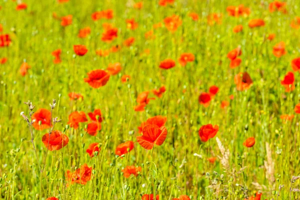 Amapolas rojas en un prado de verano — Foto de Stock
