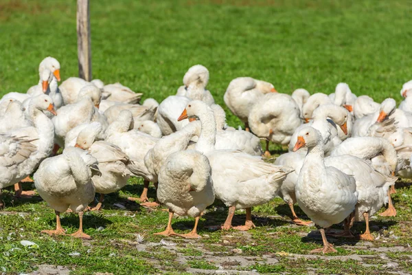 Geese gaggle grazing — Stock Photo, Image