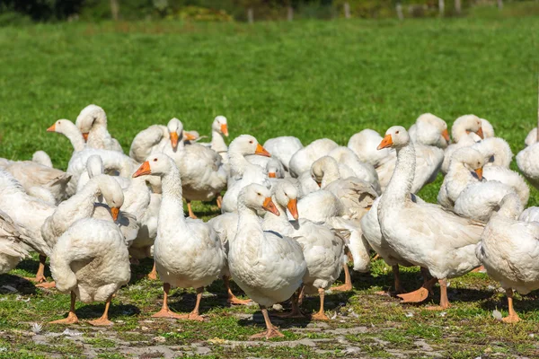 Geese gaggle grazing — Stock Photo, Image