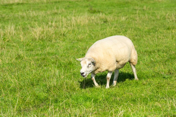 Schafe fressen grünes Gras auf Bauernhof — Stockfoto